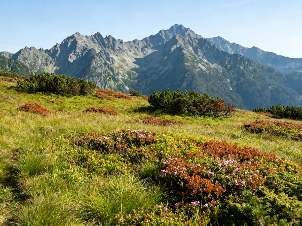 Wysokogórska murawa alpejska na tle tatrzańskich szczytów