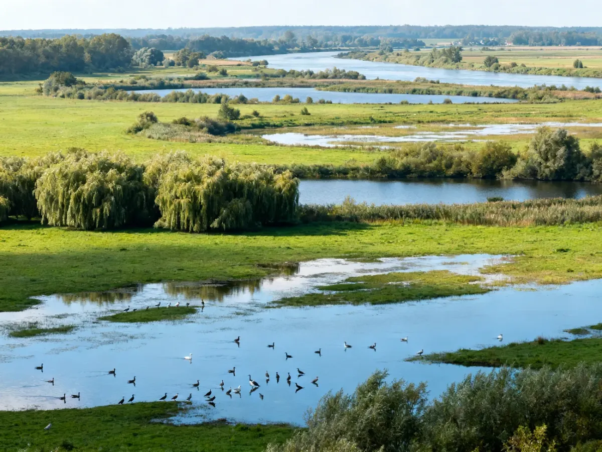Natural river valley with wetlands, oxbow lakes and waterbirds